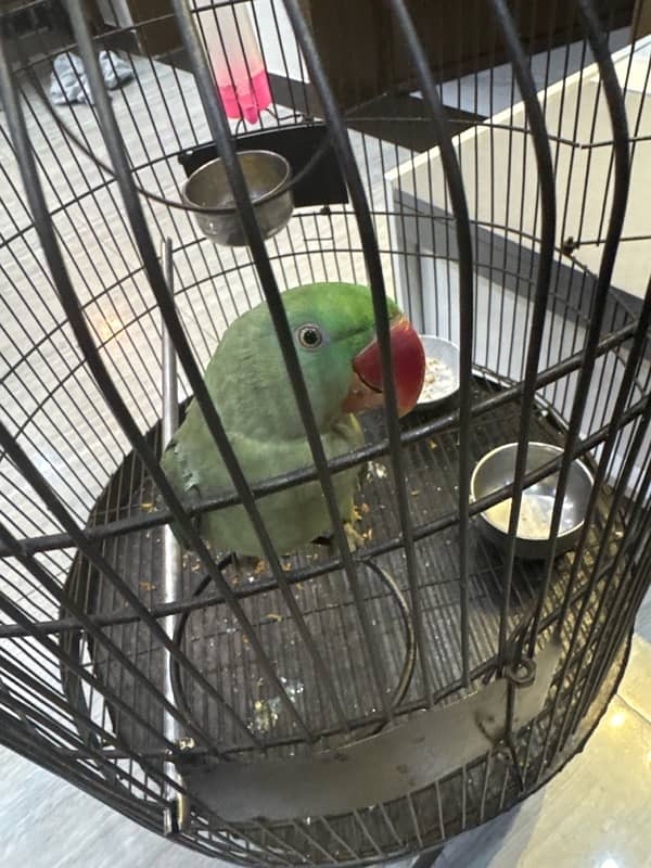 female parrot , healthy urgent sale price negotiable 1