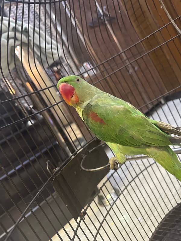 female parrot , healthy urgent sale price negotiable 2