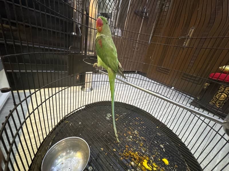 female parrot , healthy urgent sale price negotiable 3