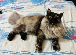 Persian or Hamalayan kittens for sale ( adult cats on paid adoption)