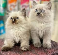 Persian or Hamalayan kittens for sale ( adult cats on paid adoption)