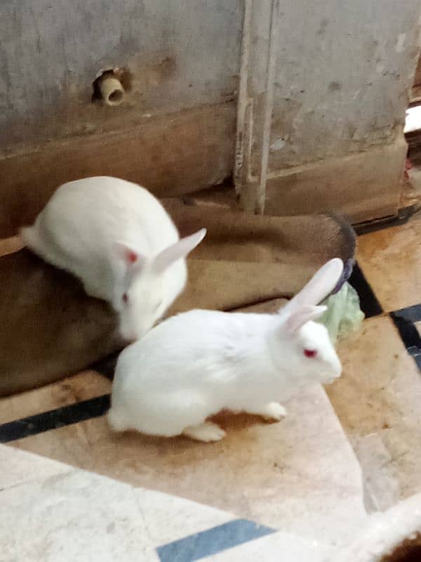 white rabbit beautiful red eyes pair ha 5