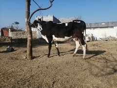 Pure Desi Cow with white wacha  for sell whatsapp /03438022007