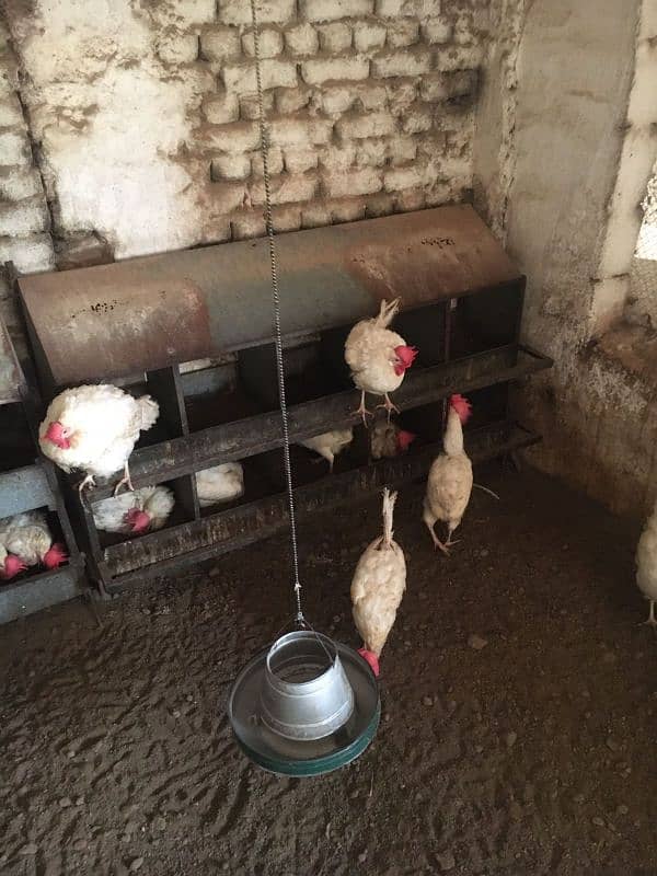 Poultry setup for sale 3