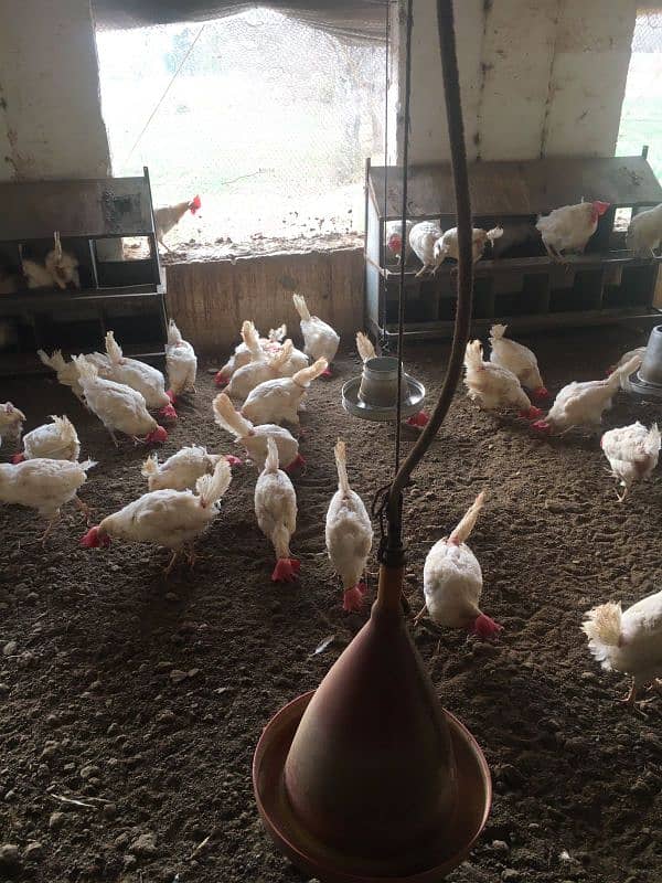 Poultry setup for sale 5