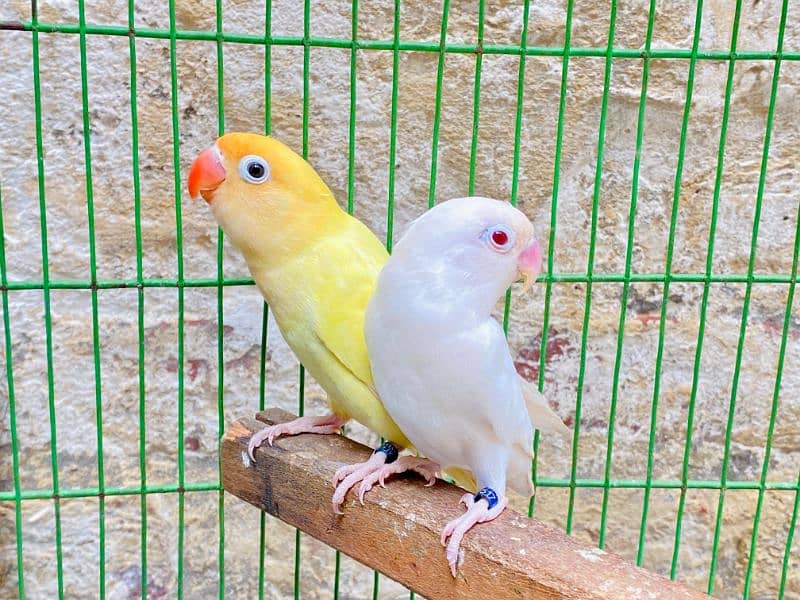 Albino red into Decino Breeder Pair 1