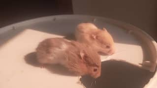 hamsters for sale