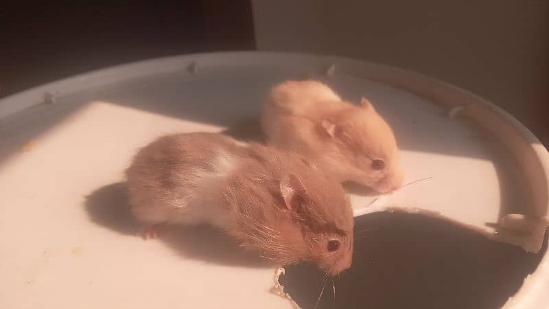 hamsters for sale 0