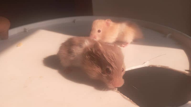 hamsters for sale 1