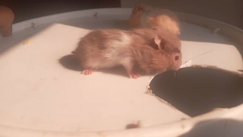 hamsters for sale 2