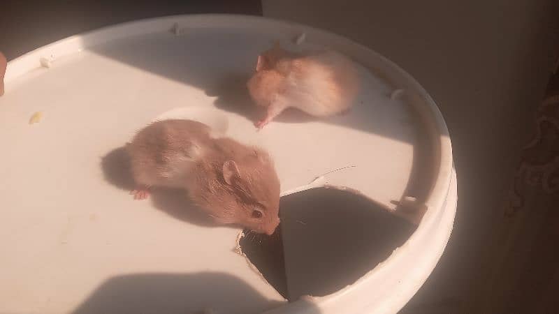 hamsters for sale 3