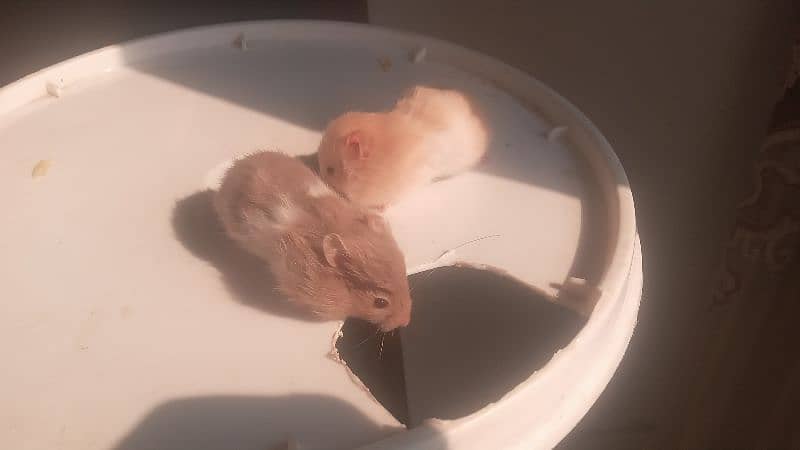 hamsters for sale 4