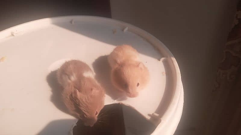 hamsters for sale 5