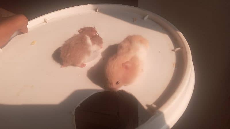 hamsters for sale 6