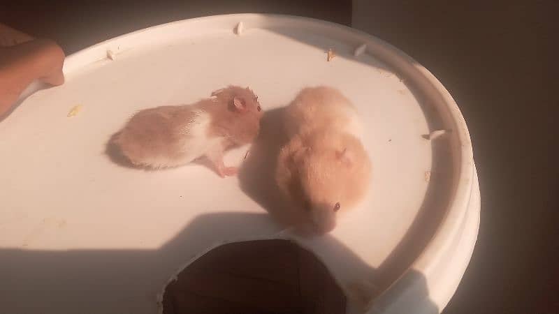 hamsters for sale 7