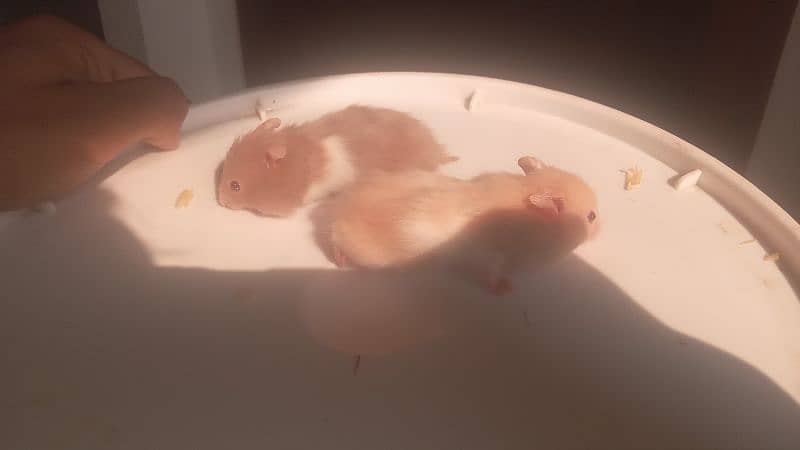 hamsters for sale 8