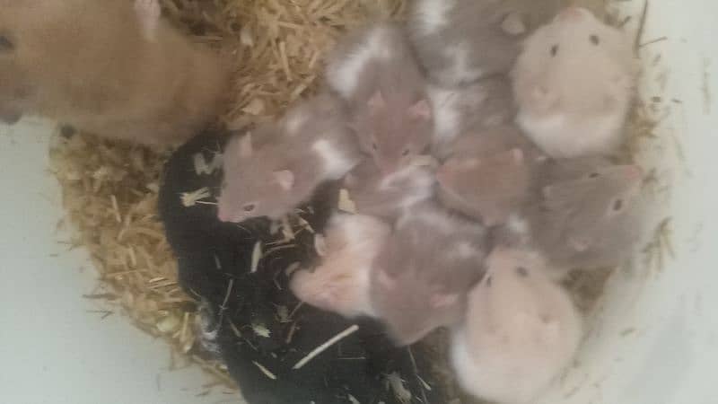 hamsters for sale 9