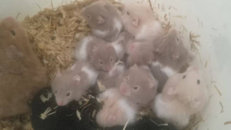 hamsters for sale 10