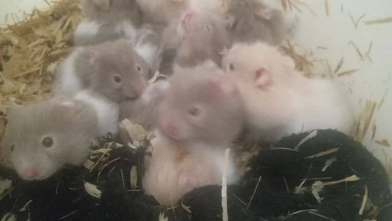 hamsters for sale 11