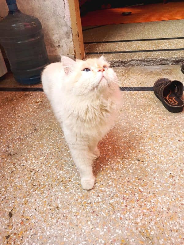 Persian cat ha 1.5 years KA ha litter train ha full active ha 1