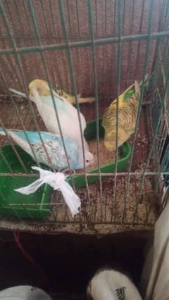 8 australlian parrots with cage