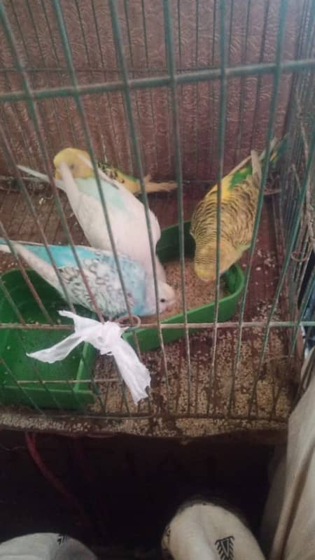 8 australlian parrots with cage 0