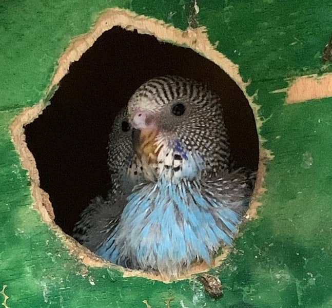 8 australlian parrots with cage 1