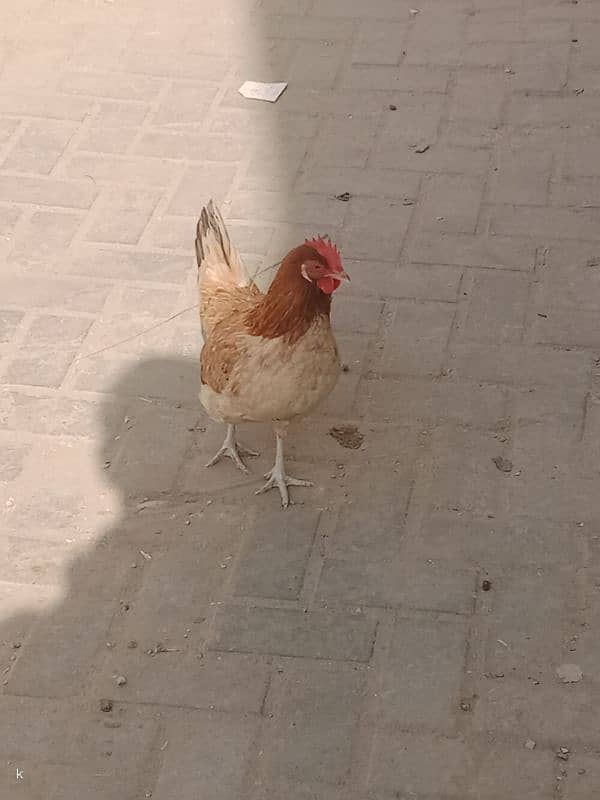 Desi hens for sale 0