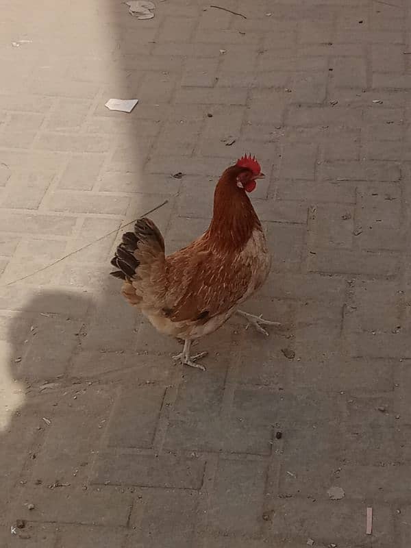 Desi hens for sale 1