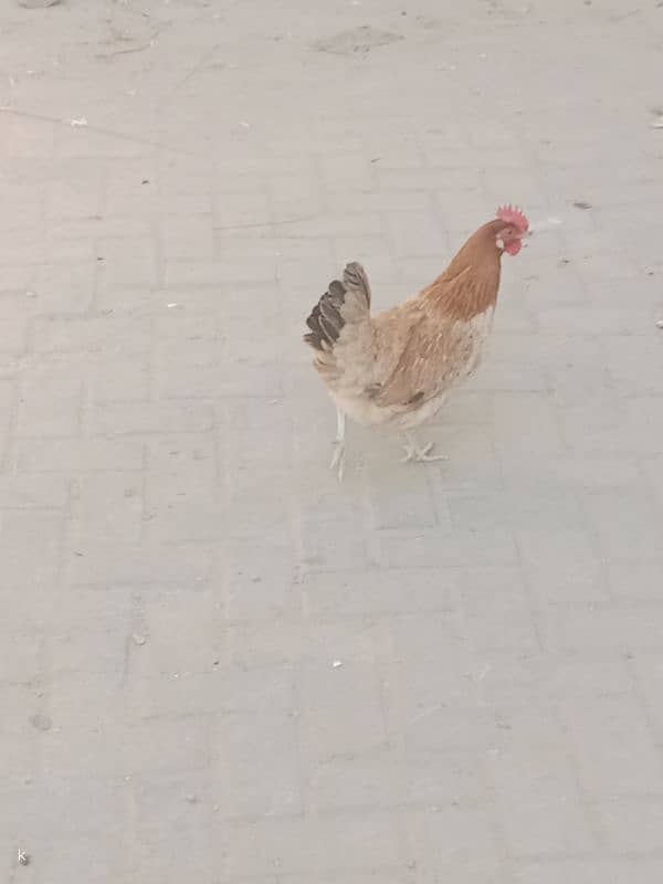 Desi hens for sale 2