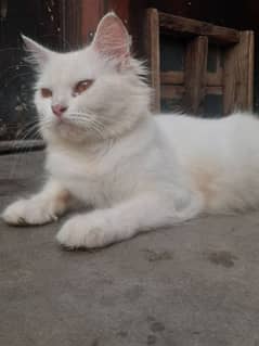 White Female Cat