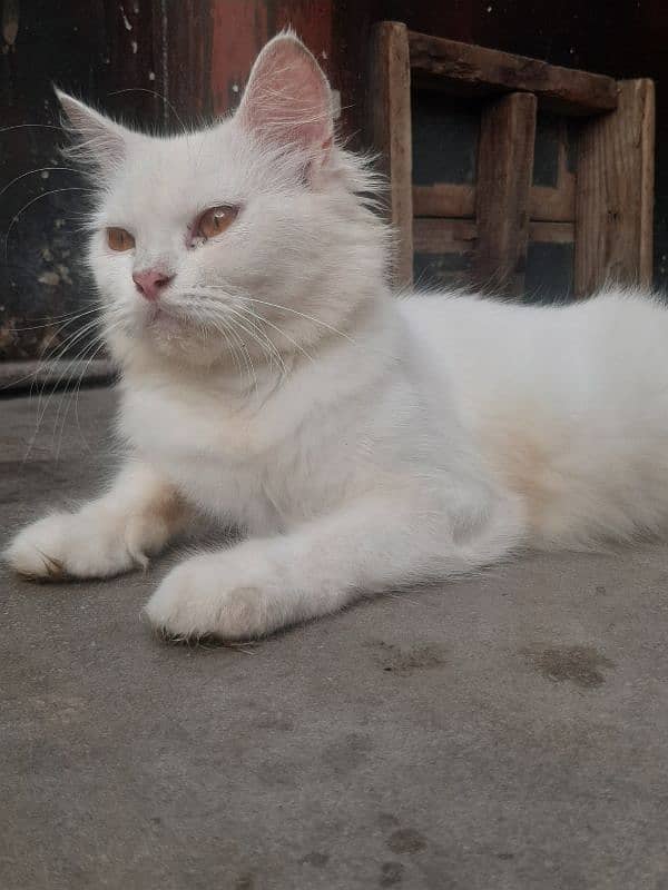 White Female Cat  03147526773 0