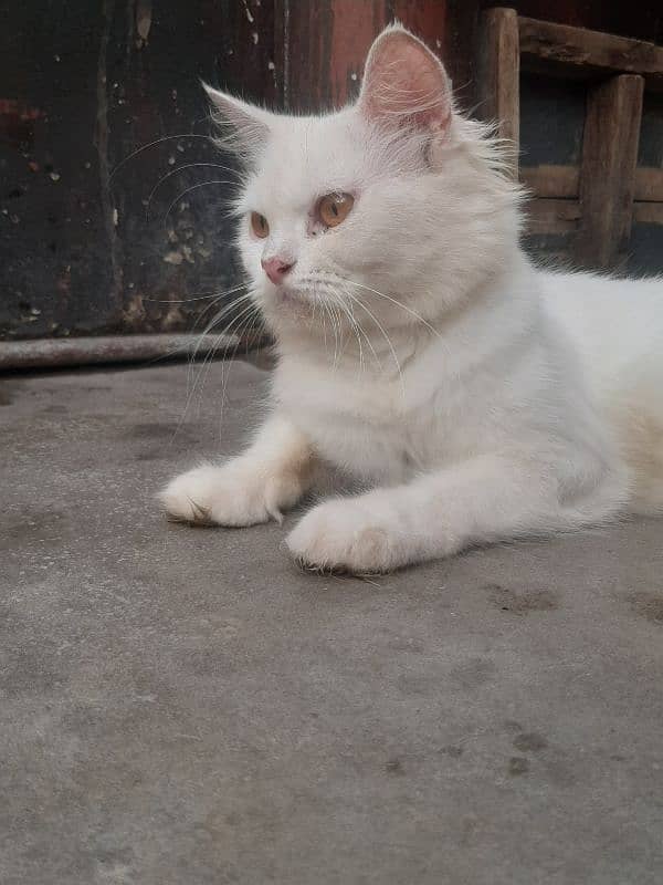 White Female Cat  03147526773 1