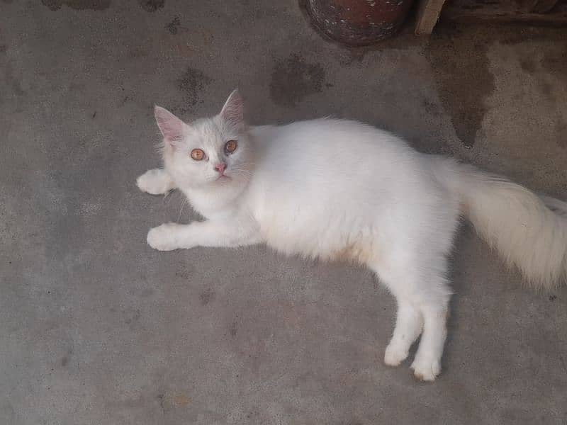 White Female Cat  03147526773 2