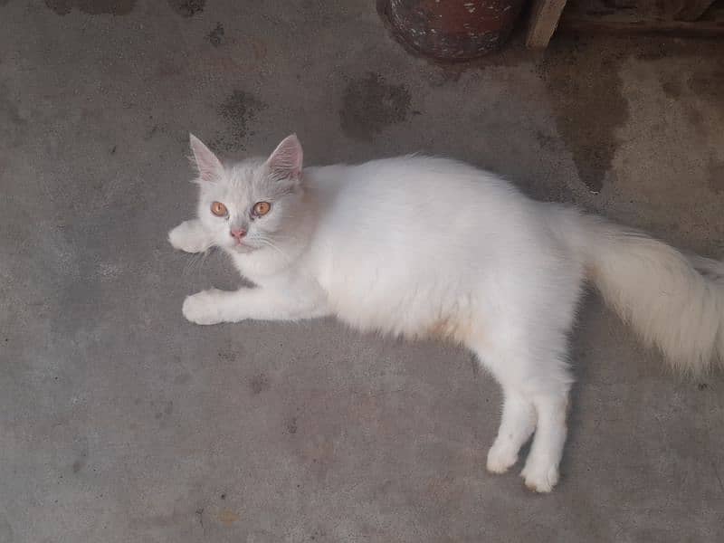 White Female Cat  03147526773 3