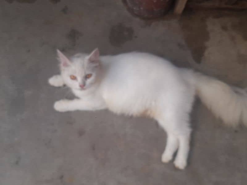 White Female Cat  03147526773 4