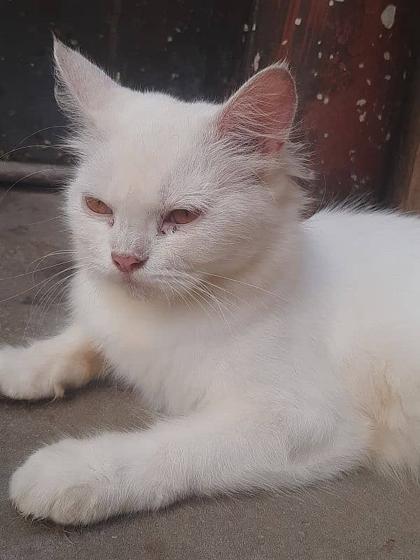 White Female Cat  03147526773 5