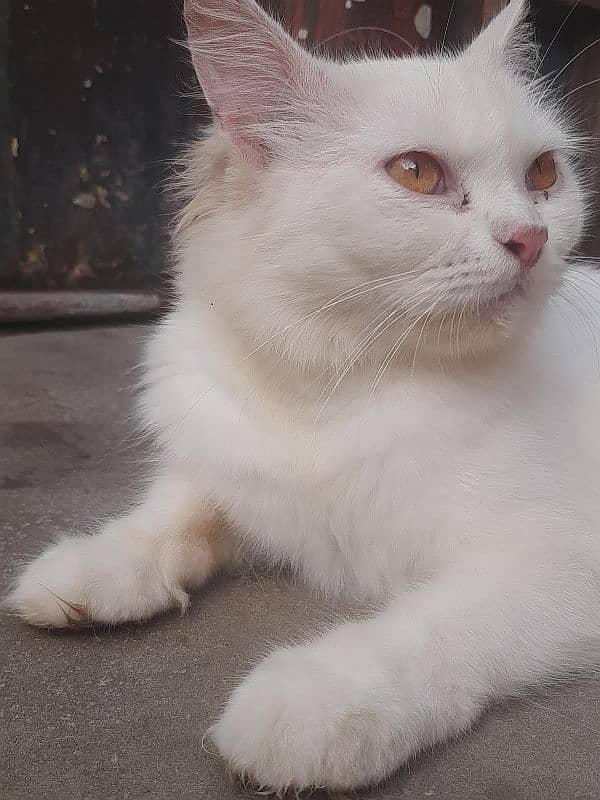 White Female Cat  03147526773 6