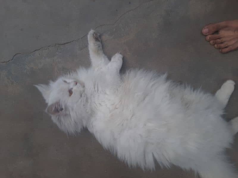 White Female Cat  03147526773 7