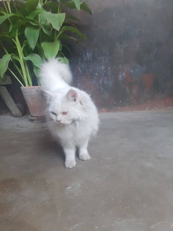 White Female Cat  03147526773 8