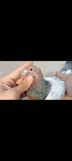 Taddy pigeon