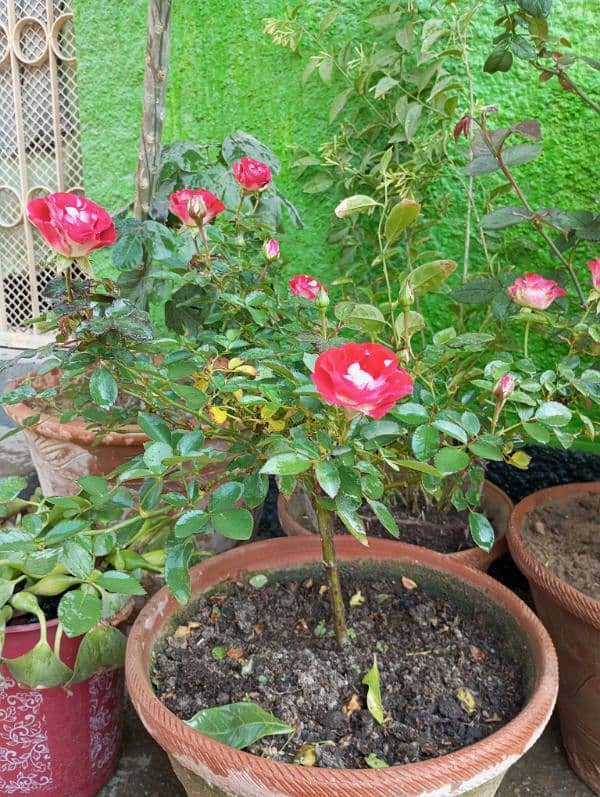 English Rose Plant 0