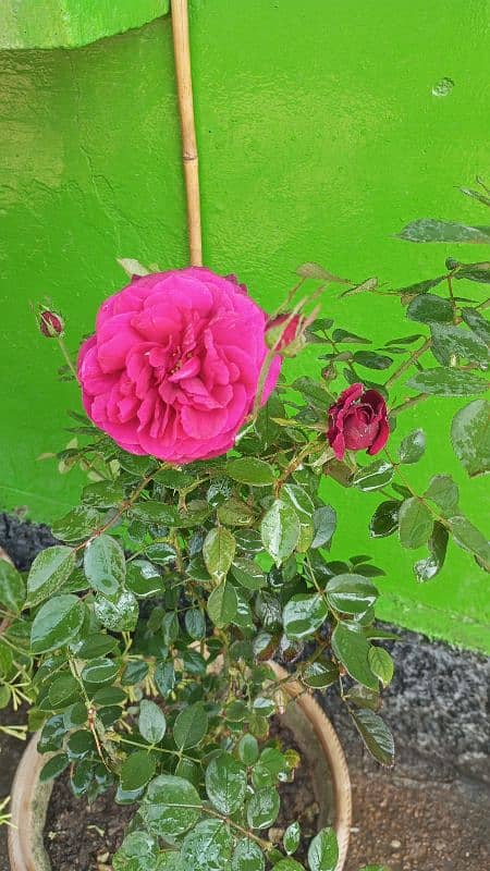 English Rose Plant 1