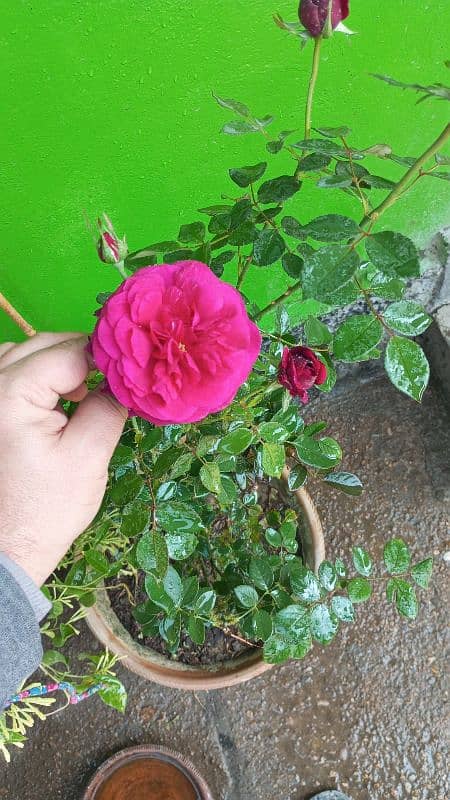 English Rose Plant 2