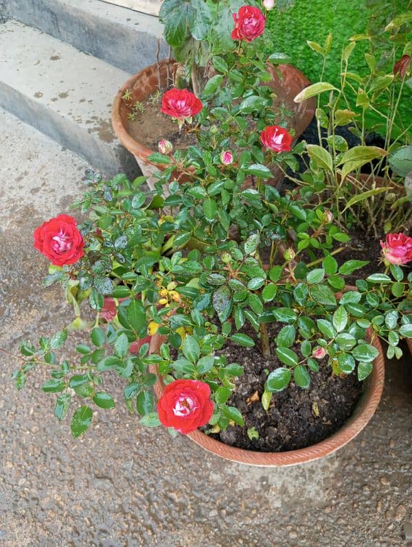 English Rose Plant 3