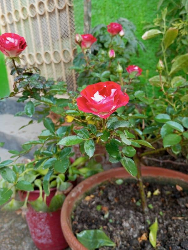 English Rose Plant 4