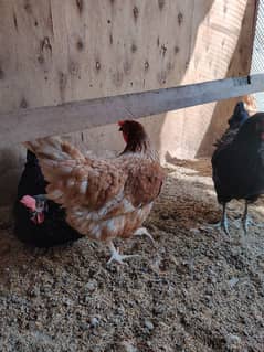 lohman brown & Sandy  egg laying females breed 9 month age almost