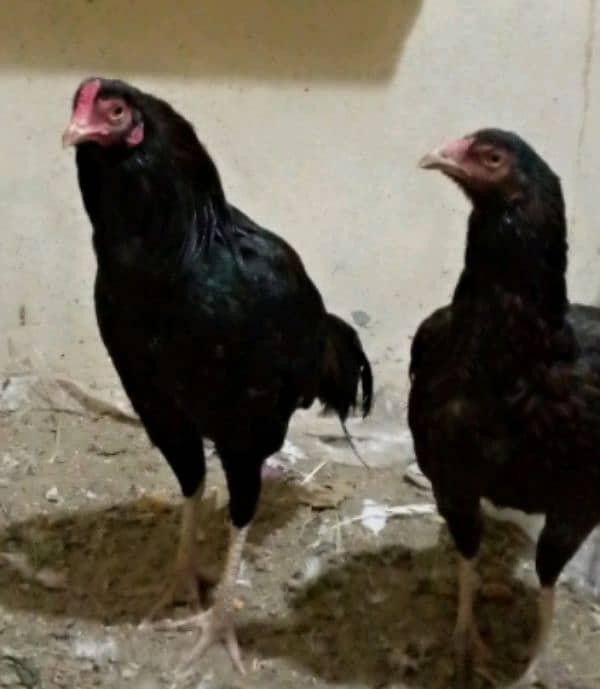 (Hen + Cock ) pair for sale 0