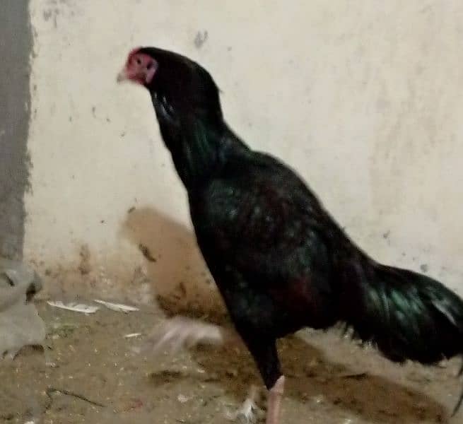 (Hen + Cock ) pair for sale 1