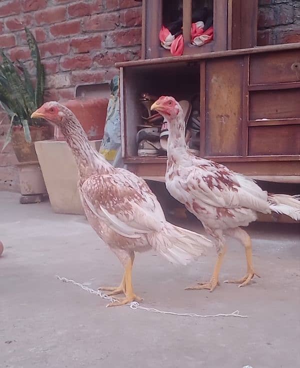 Aseel heera pair for Sale 03089179667 0